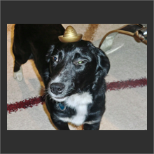 mexican dog